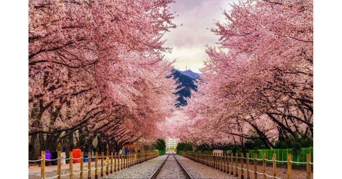 Tour du lịch Hàn Quốc  mùa hoa anh đào