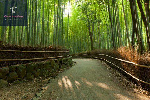 Rừng Trúc Sagano – Cảnh quan Âm thanh của Nhật Bản