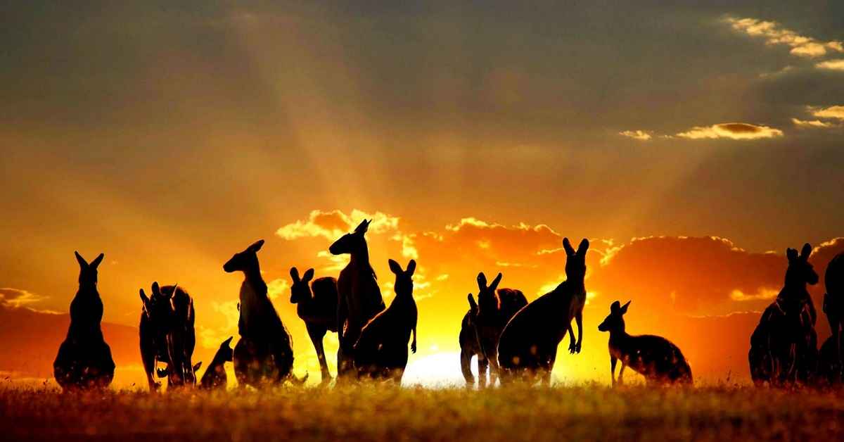 Một số nguyên nhân khiến visa du lịch Úc – thăm thân Úc bị từ chối