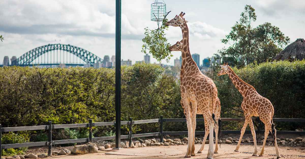 Đia điểm nổi tiếng khi du lịch Úc: Vườn Thú Taronga Sydney 